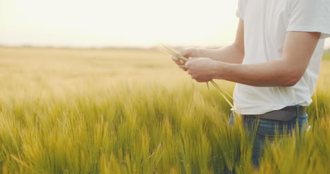 Farmer-Checking-Wheat-Quality-In-Hands-Before-Harvesting-