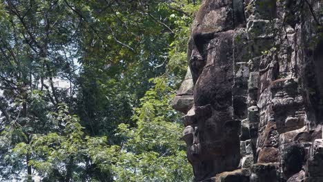gran cara de piedra selva que rodea angkor wat.