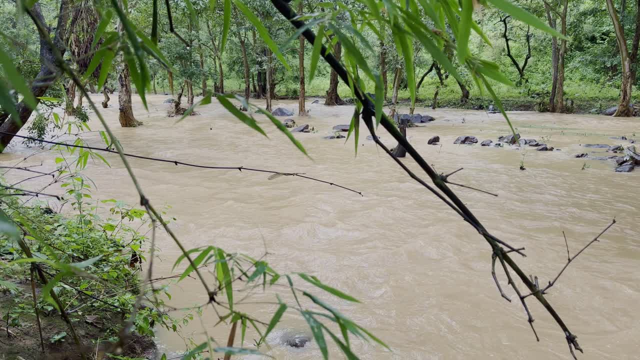 Flooded River in Dense Forest