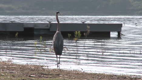 Great-Blue-Heron-(Ardea-Herodias)-Landung-Im-Erholungsgebiet-Lake-Casitas-In-Oak-View-Kalifornien?