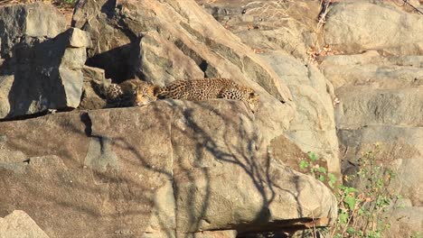 two cute leopard cubs lay on rock outcrop in golden morning light