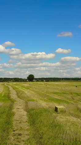 tractor collecting straw bales. huge tractor collecting haystack in the field at nice blue sunny day vertical video