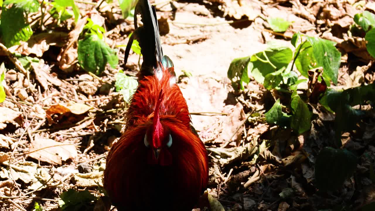 은 잎과 식물 사이에서 먹이를 찾습니다.