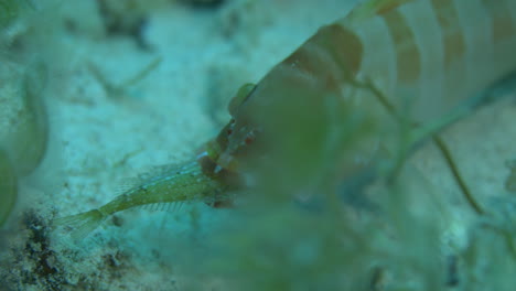 peces increíbles escondidos detrás de las algas con peces en la boca