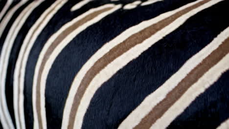 zebra stripes