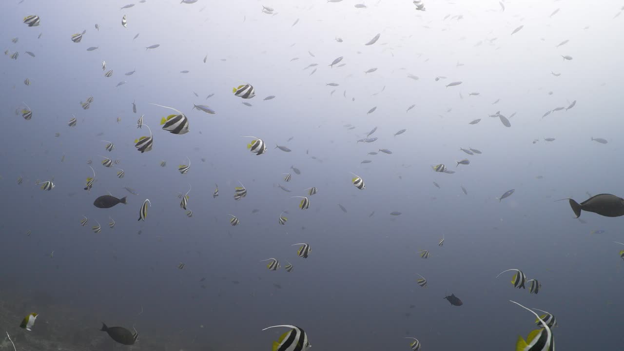 Many butterfly fish swimming together in slowmotion in 4k