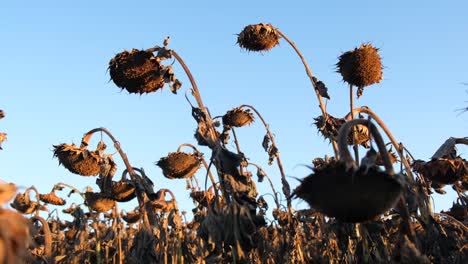 Real Time Aerial Video of Sunflower Field at Dusk Real Time Aerial Video of Sunflower Field at Dusk