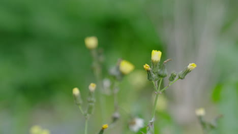 short focus on some small yellow flowers on the field.