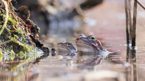 brown frog (rana temporaria) close-up in a pond.