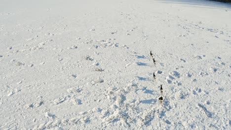 Deers-Walking-On-Snow-Covered-Agricultural-Field-On-A-Sunny-Winter-Day