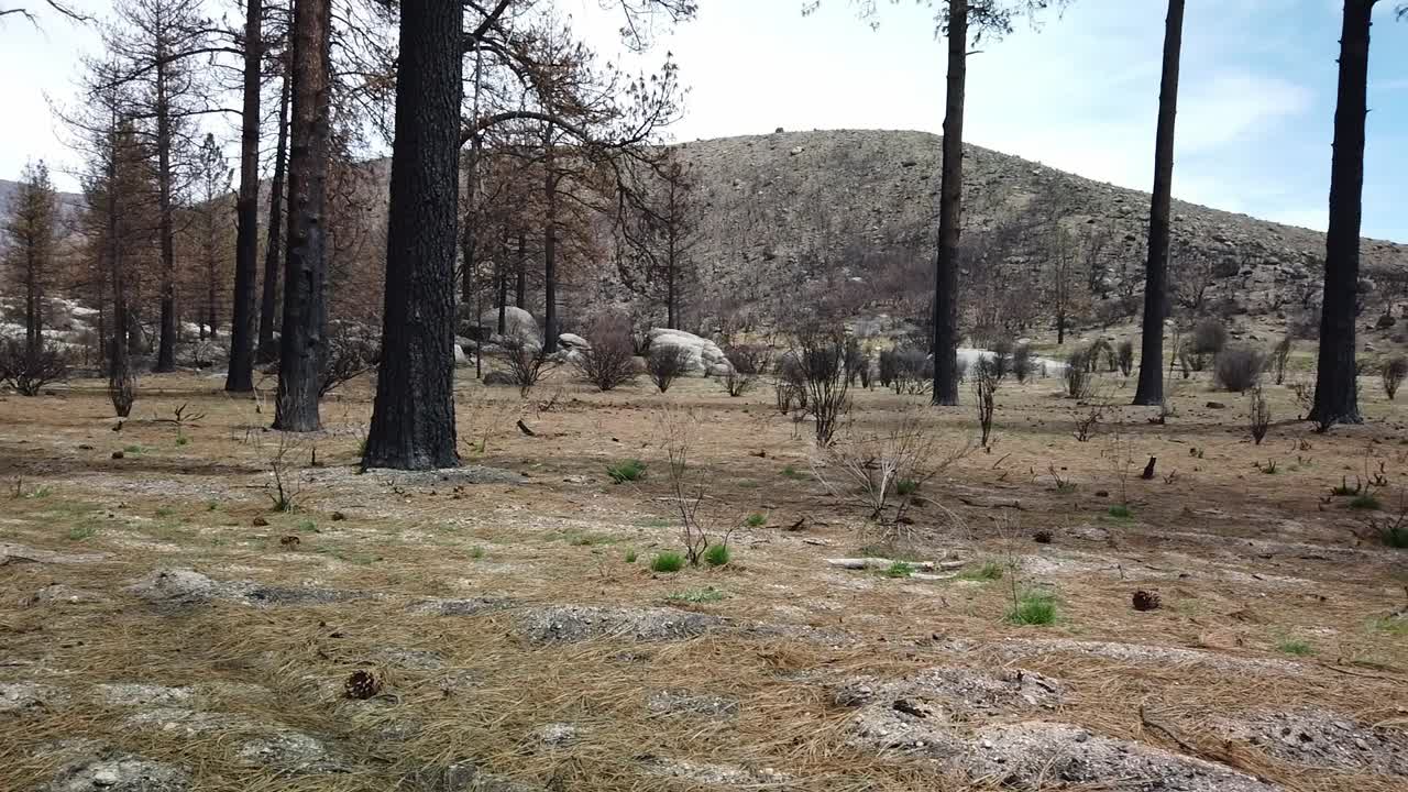 toma panorámica a la derecha de un campo quemado por un incendio forestal varios años antes y que se recupera lentamente cerca de idyllwild, california