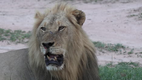 close up of male lion lying down, panting with heat