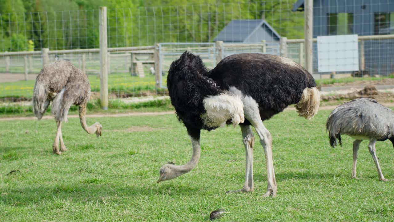 Adult ostrich walking on green grass in a zoo enclosure, with another ostrich in the background. Captured on a sunny day with a clear view of the pen and fencing