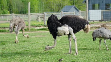 adult ostrich walking on green grass in a zoo enclosure, with another ostrich in the background. captured on a sunny day with a clear view of the pen and fencing