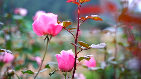 rosas flores que florecen en el jardín-1