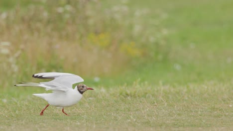 a black-headed gull (chroicocephalus ridibundus) stands, walks, and begins to take flight across a sunlit, grassy field with soft natural lighting