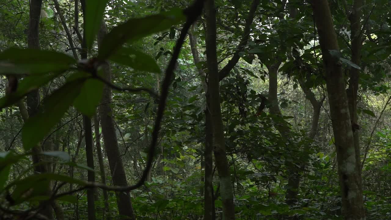 Liikekuva syvänvihreästä metsästä.