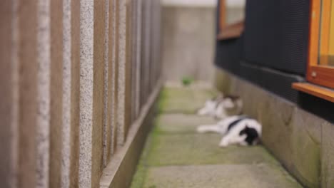 cats relaxing in shrine in japan, sleeping on warm pave stones