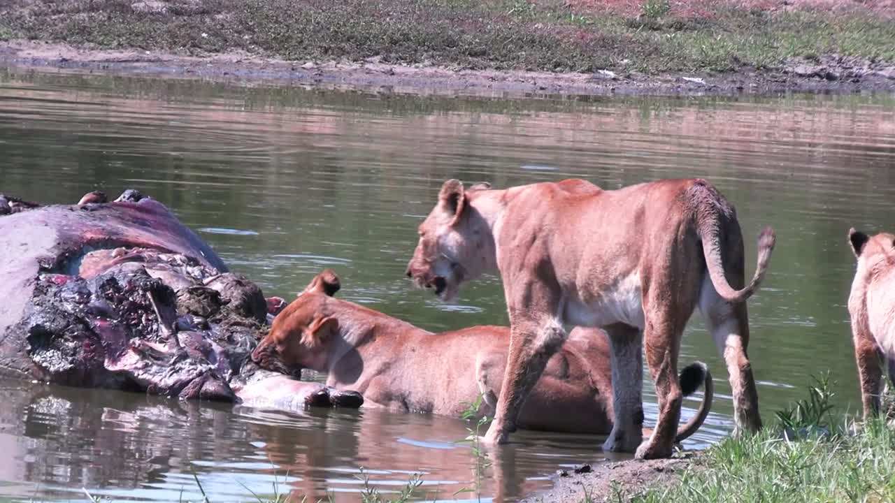 African wildlife of lioness eat dead hippo carcass near calm river shore