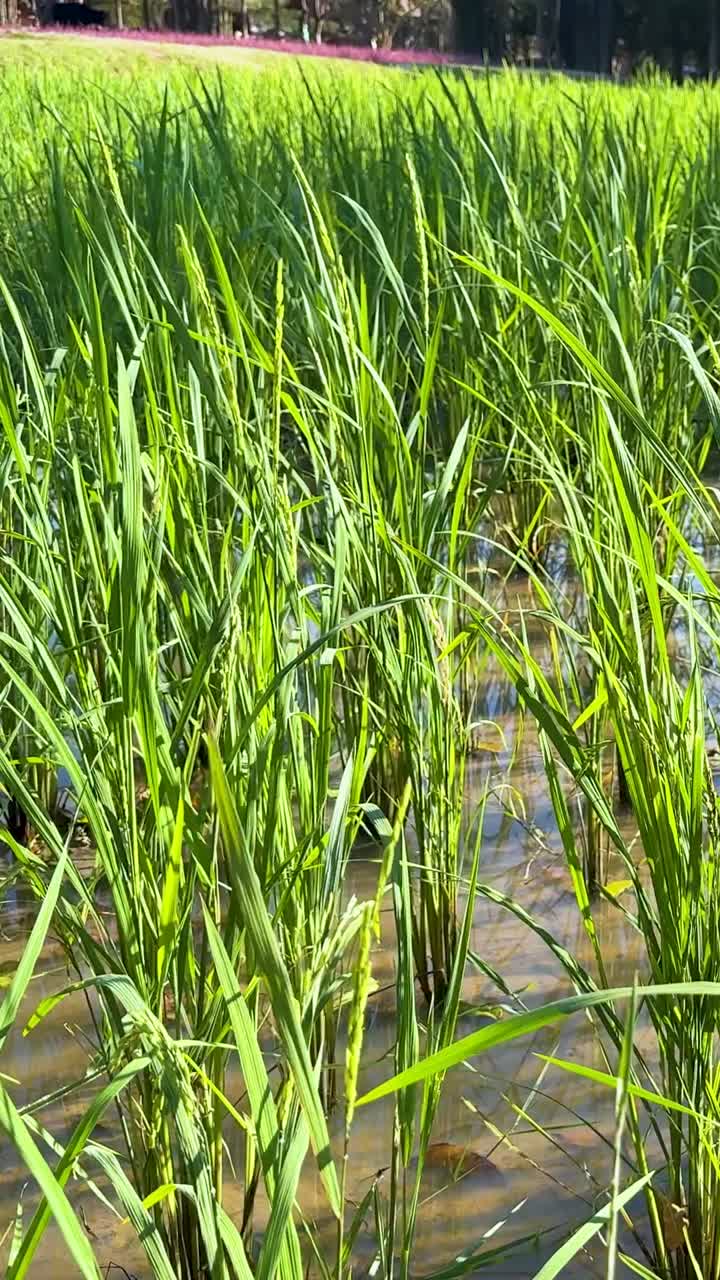 평화로운 에서 활기찬 초록색  식물