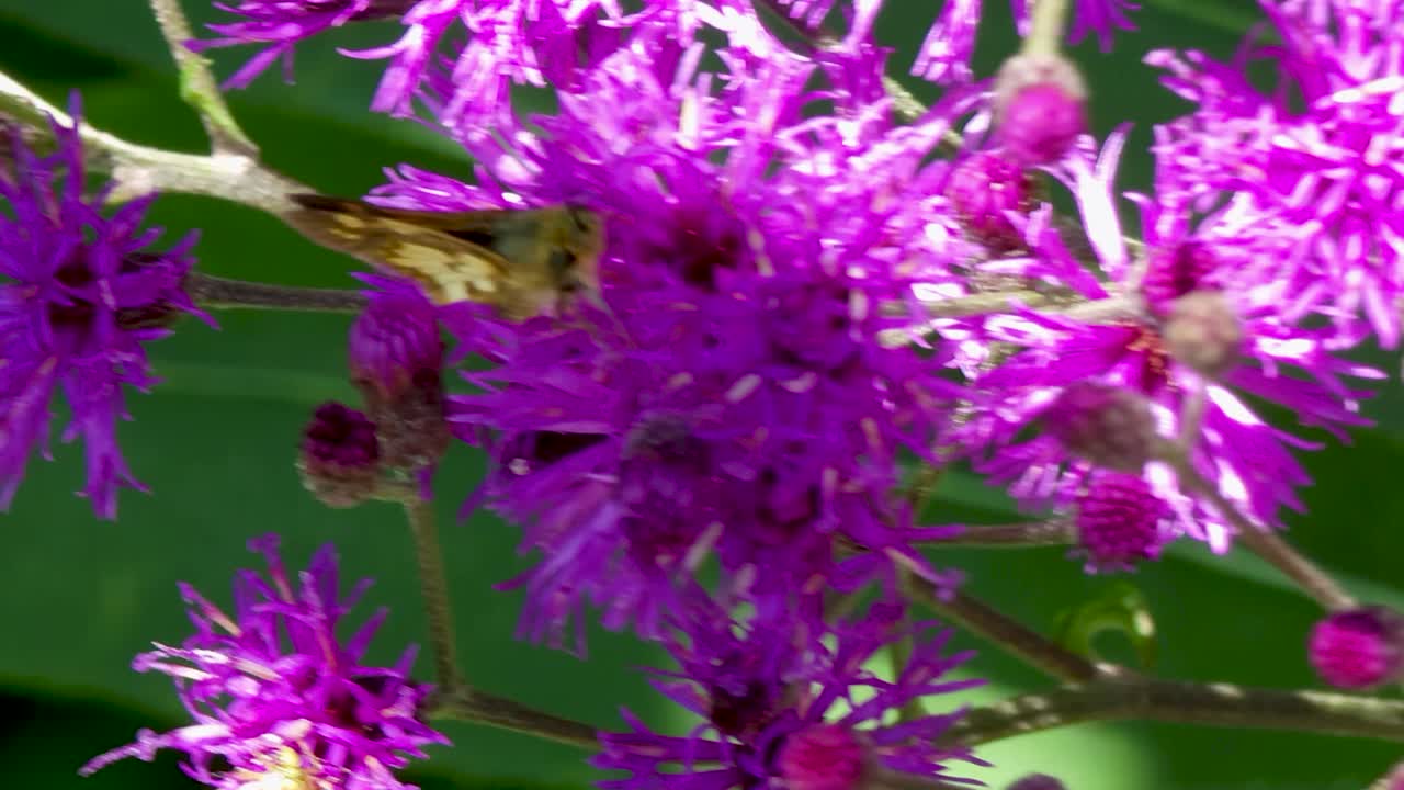 pequeña mariposa en busca de polen en flor morada