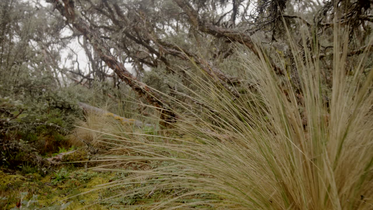 bosque nuboso y vegetación, cámara estable