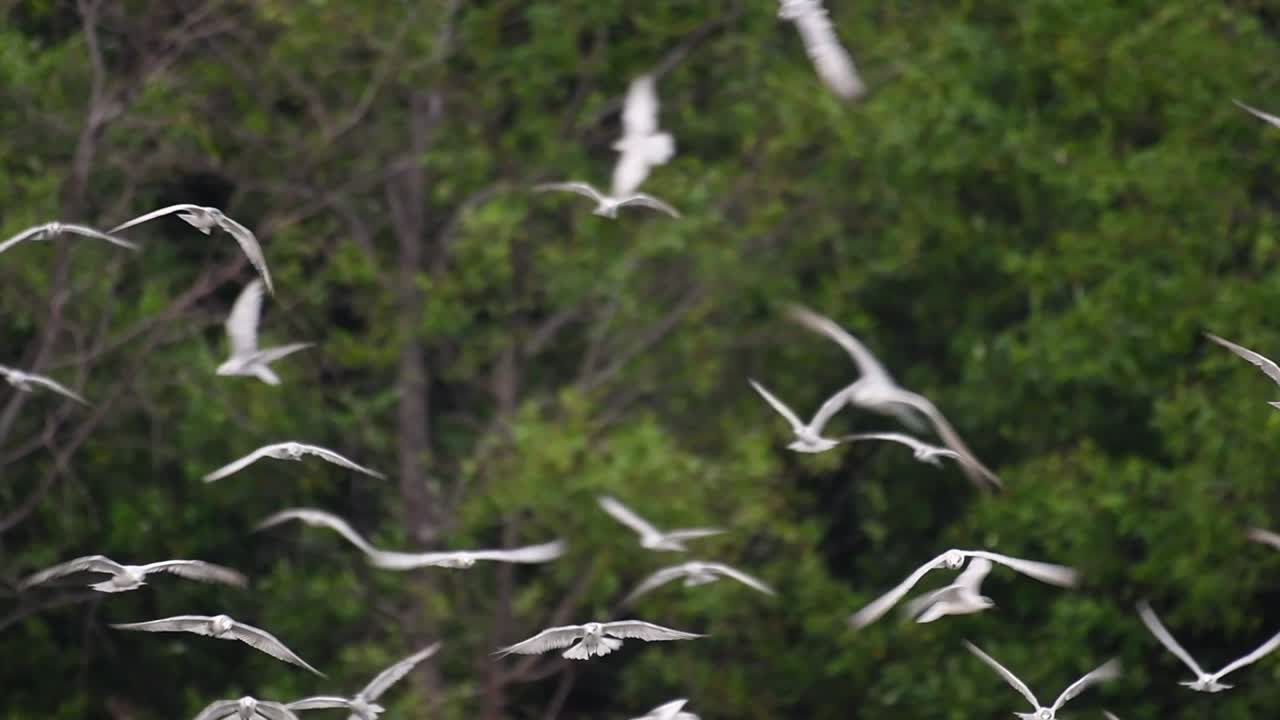 제비갈매기는 전 세계 바다, 강 및 기타 더 넓은 수역에서 볼 수 있는 바닷새입니다.