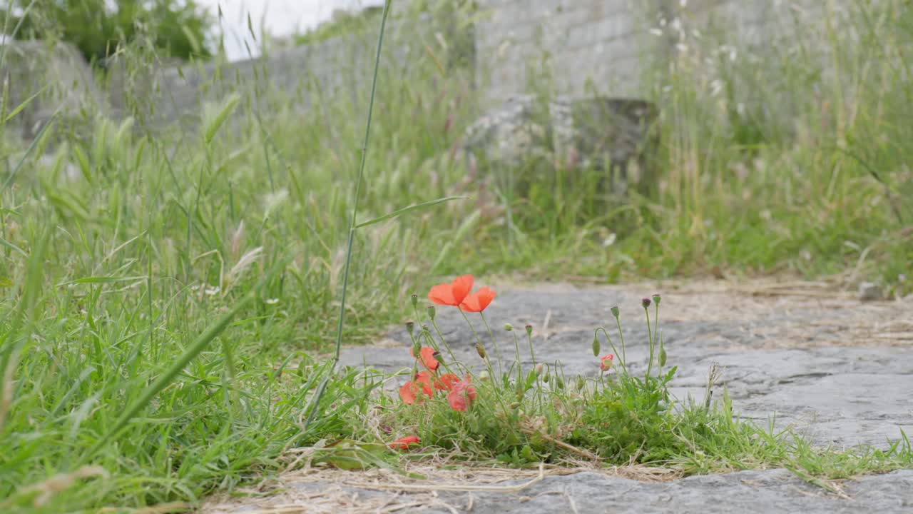 Roman ruins from the ancient province Capital of Dalmatia. Salona, Croatia, clip 11