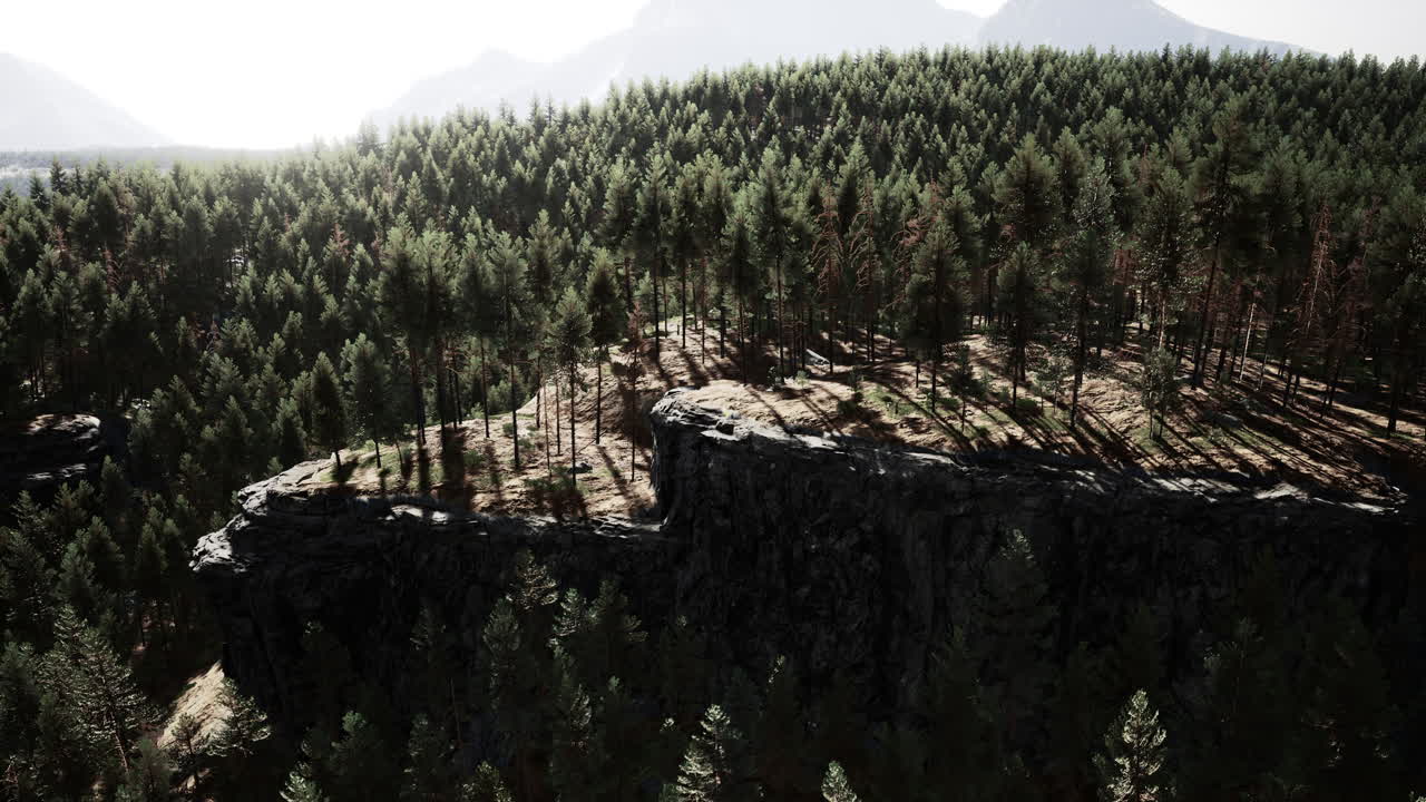 bosque de pinos en las montañas