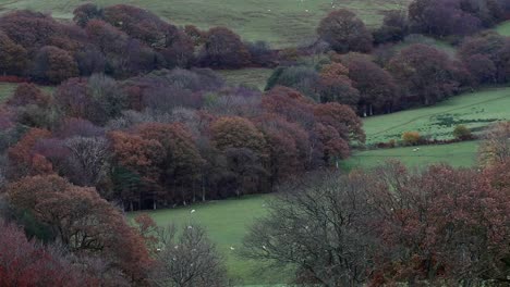 woodland and field of grazing sheep amongst hills