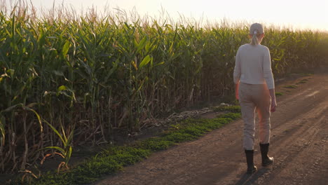 woman walking through a cornfield at sunset