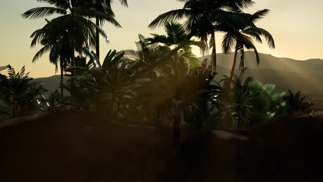 view of the palm trees in fog