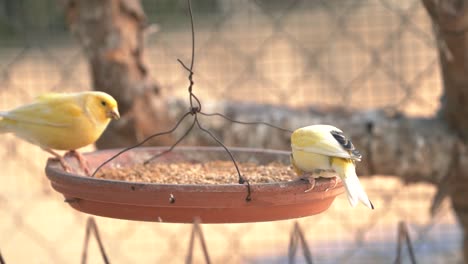 pájaro canario dentro de la jaula alimentándose y posándose sobre palos y alambres de madera