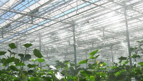 watering moisturization of cucumber plantation