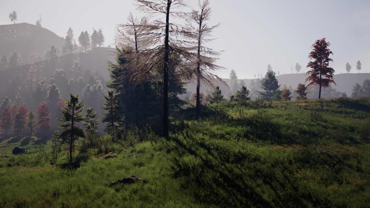 bosque de pinos en las montañas