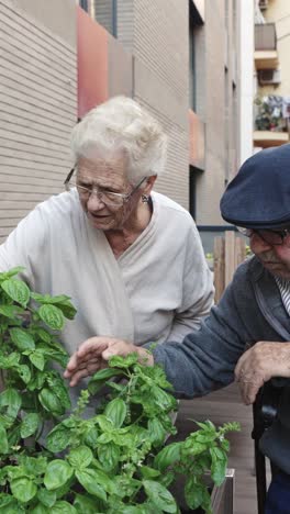 Elderly seniors gardening basil plants