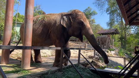 elefantes interactuando en un entorno de zoológico