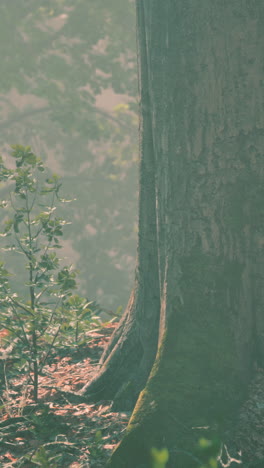 misty forest base of tree