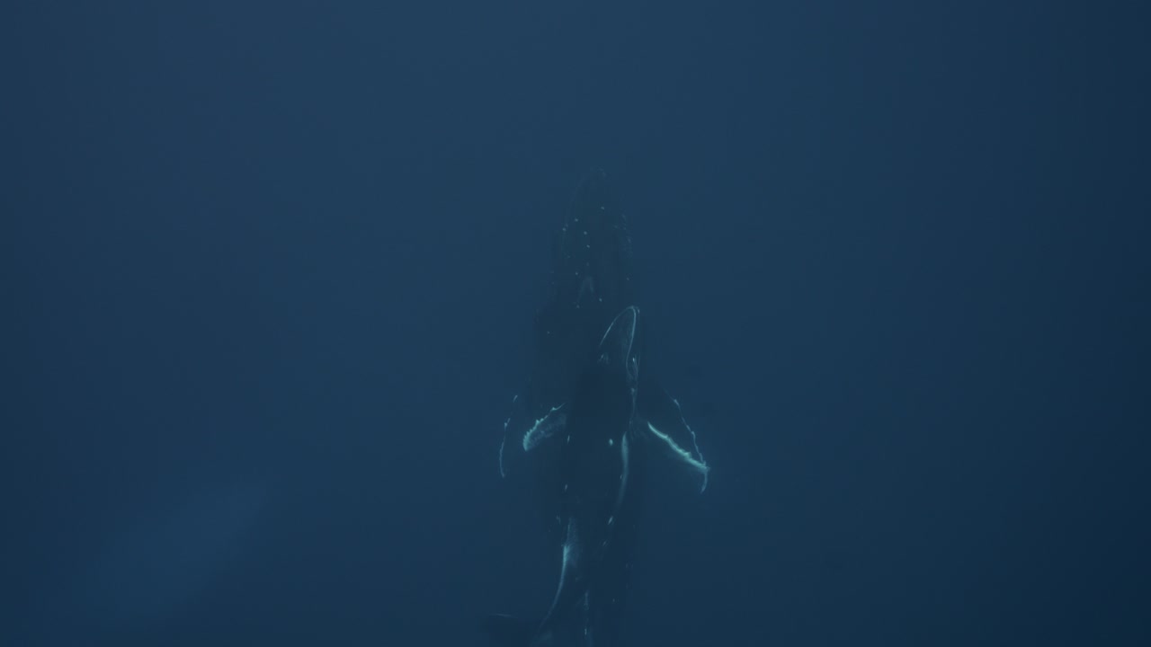 엄마와 새끼와 함께 은 물속에 있는 벌고래는 프랑스령 폴리네시아 타히티 섬 주변의 깊은 파란색에서 표면으로 올라옵니다.