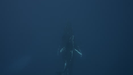 Humpback-Whales,-mother-and-calve-in-clear-water-coming-from-the-deep-blue-up-to-the-surface-around-the-Islands-of-Tahiti,-French-Polynesia