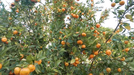 a fruit tree with oranges in the sunny day of the urban bay residential homes of the affluent