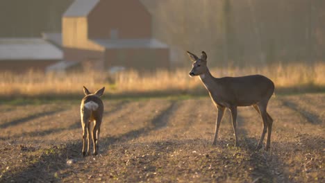 a roe deer and a white tailed deer joyfully walking on a field of deer farm - long medium shot