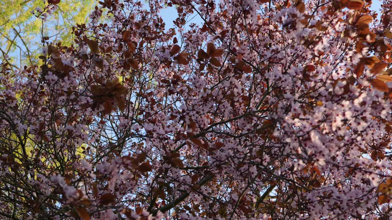 Close-up of cherry blossoms with subtle camera rotation. The flowers sway in the breeze, highlighted by natural light and handheld movement.