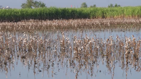 View-Across-Flooded-Field-With-Cotton-Plant-Crop-In-Sindh,-Pakistan