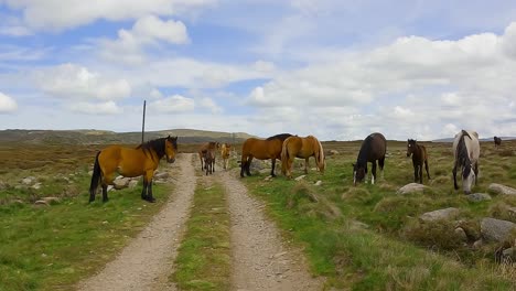 Caballos-Pastando-A-Lo-Largo-De-Un-Camino-De-Tierra-Con-Potros-Jóvenes,-Apartándose-Lentamente-Del-Camino,-Empujando-La-Plataforma-Rodante.