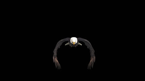 eagle in flight with alpha channel