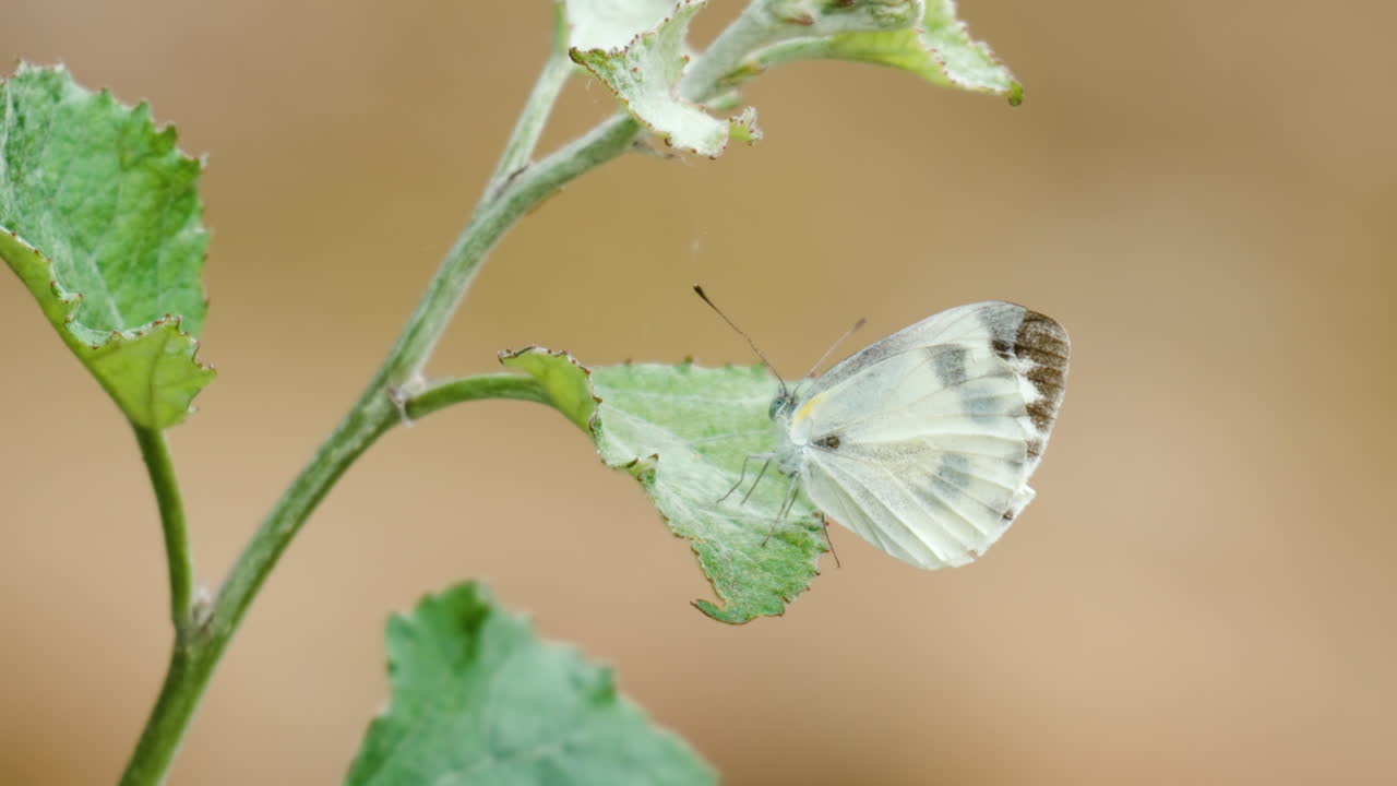 Pieris Canidia o farfalla cavolaia indiana appollaiata su una foglia - Primo piano, Macro.