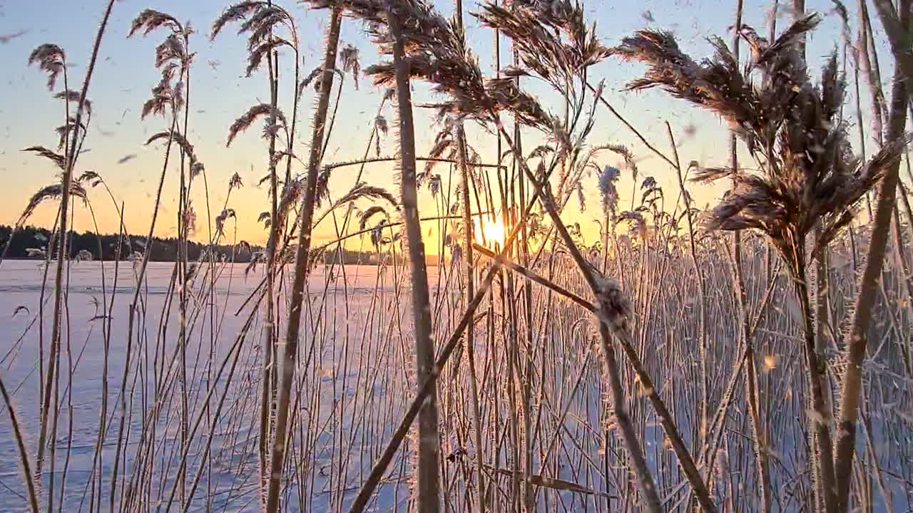 Håndholdt førstepersonsperspektiv: Gåtur gennem frosne siv ved solnedgang midt om vinteren