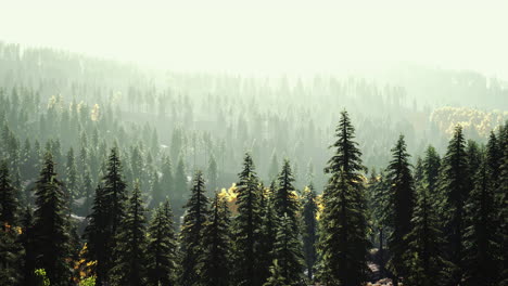 luz del sol en el bosque de abetos en la niebla sobre el fondo de las montañas al atardecer