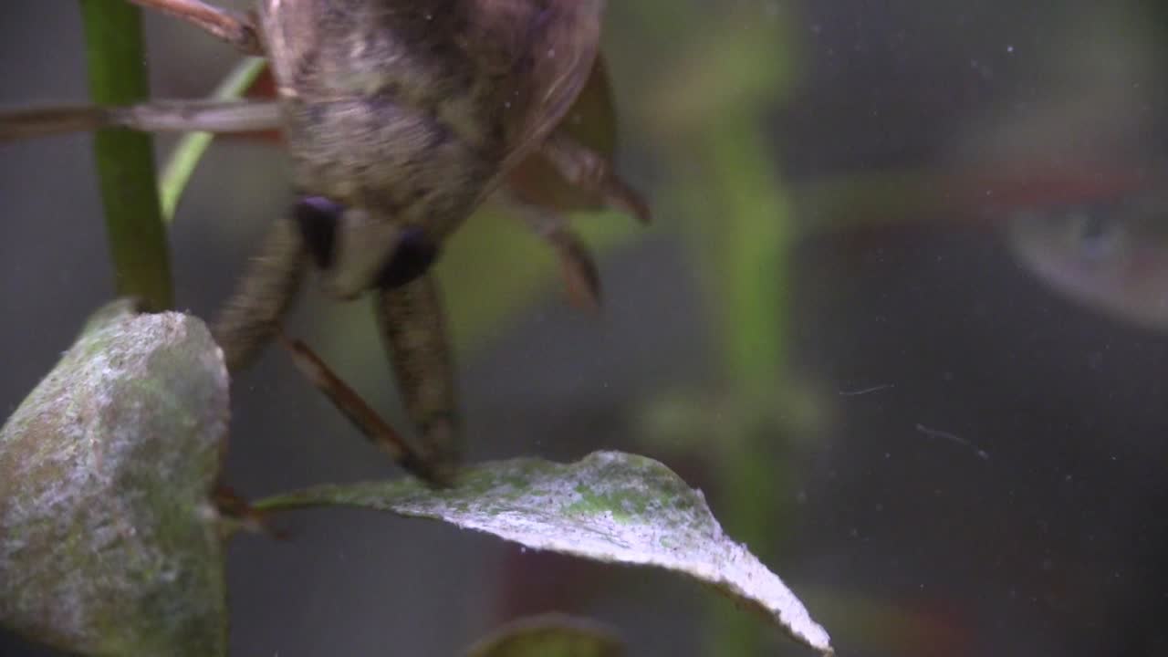 un insecto de agua gigante vive en un estanque 1